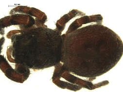 Image of Phidippus princeps (Peckham & Peckham 1883)