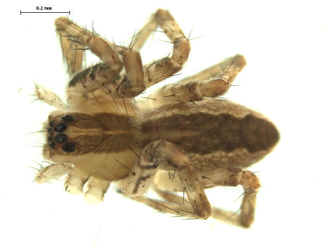 Image of Nursery Web Spider