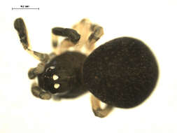 Image of Dipoena nigra (Emerton 1882)