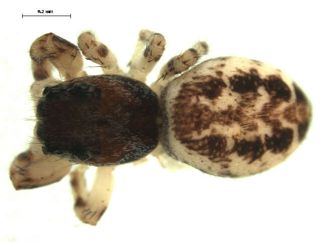 Image of Pelegrina proterva (Walckenaer 1837)