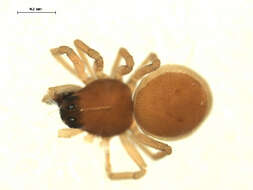 Image of Ceraticelus similis (Banks 1892)