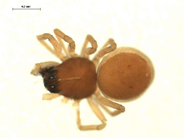 Image of Ceraticelus similis (Banks 1892)