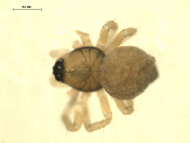Image of Ceraticelus similis (Banks 1892)