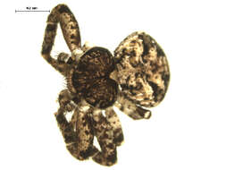 Image of Bark Crab Spiders