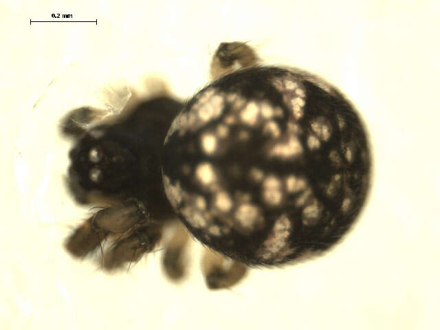 Image of Theridiosoma gemmosum (L. Koch 1877)