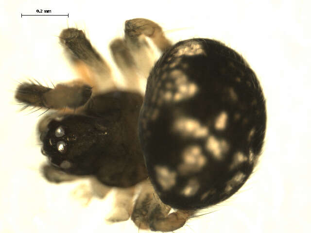 Image of Theridiosoma gemmosum (L. Koch 1877)