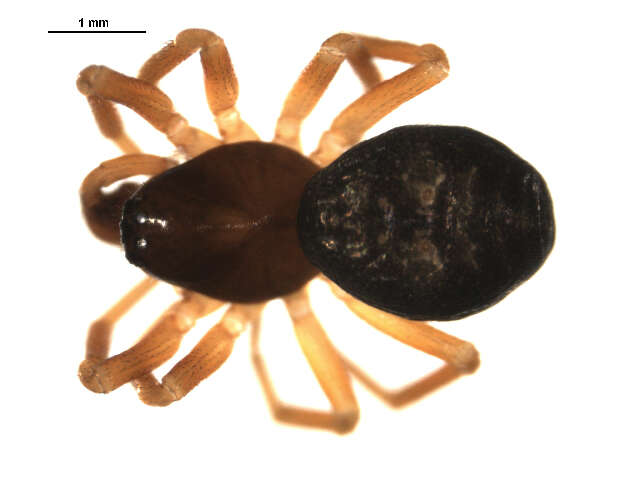 Image of Grammonota ornata (O. Pickard-Cambridge 1875)