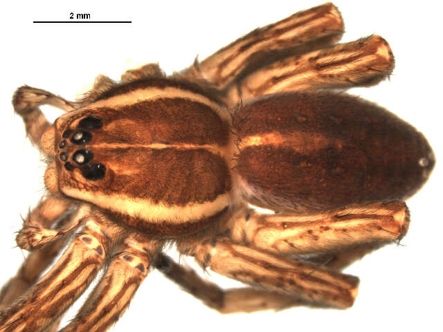 Image of Six-spotted Fishing Spider