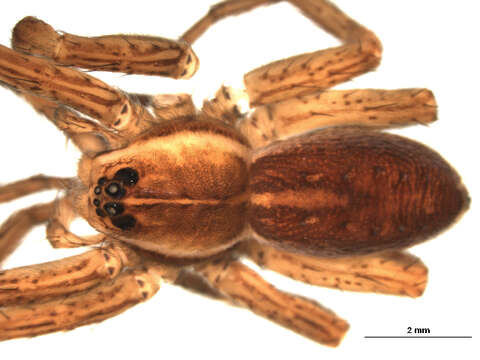 Plancia ëd Dolomedes triton (Walckenaer 1837)