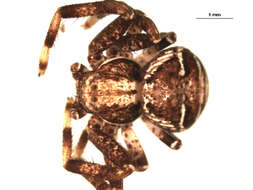 Image of Xysticus winnipegensis Turnbull, Dondale & Redner 1965