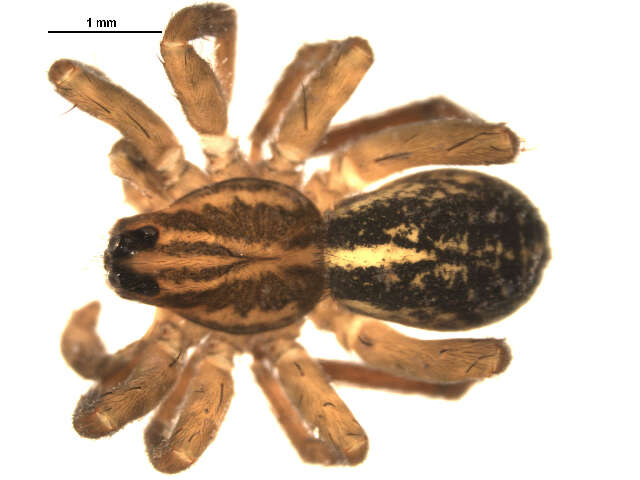 Image of Piratula cantralli (Wallace & Exline 1978)