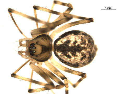 Image of Poeciloneta calcaratus (Emerton 1909)