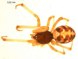 صورة Steatoda triangulosa (Walckenaer 1802)