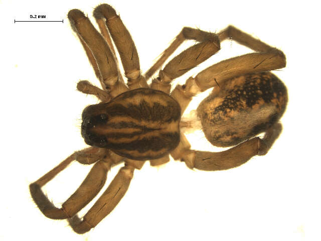 Image of Piratula cantralli (Wallace & Exline 1978)