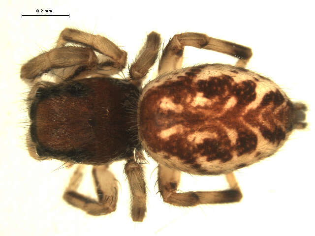 Image of Pelegrina flavipes (Peckham & Peckham 1888)