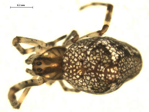 Image of Tetragnatha guatemalensis O. Pickard-Cambridge 1889