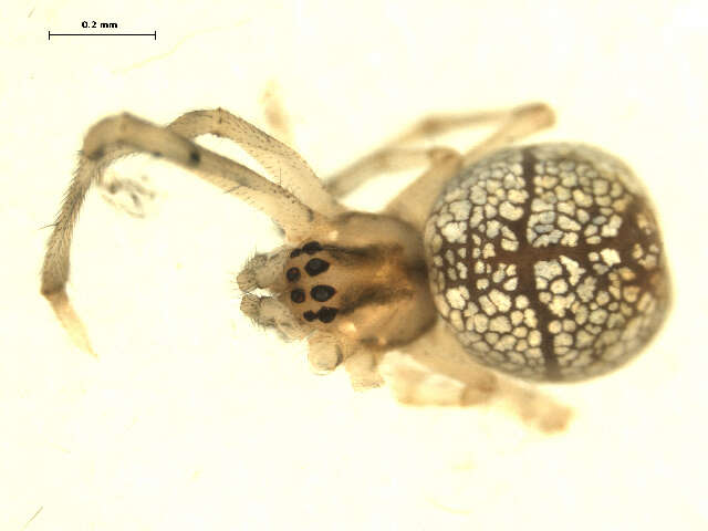 Image of Thickjawed Orb Weavers