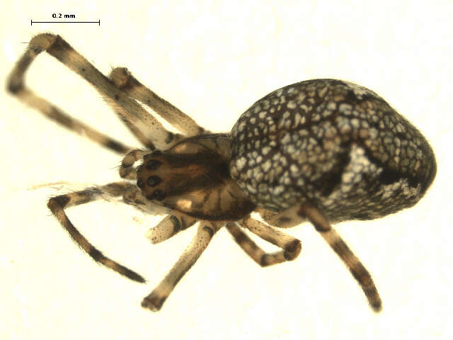 Image of Thickjawed Orb Weavers