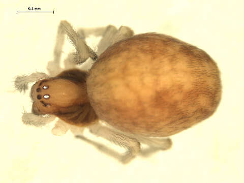 Image of Emblyna sublata (Hentz 1850)