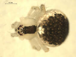 صورة Theridion varians Hahn 1833