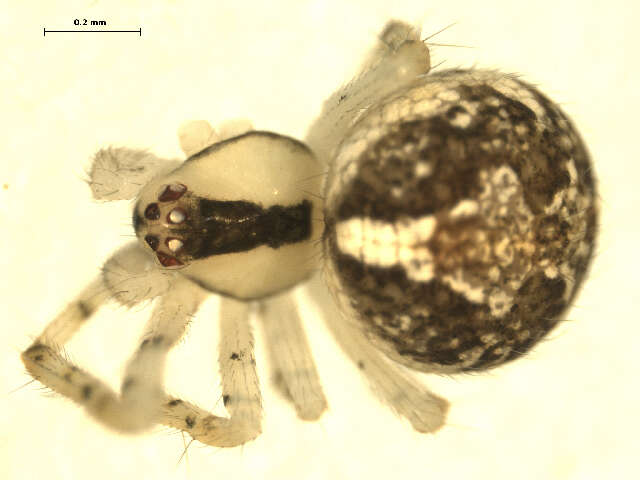 صورة Theridion varians Hahn 1833