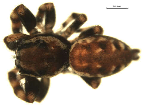 Image of Peppered Jumper