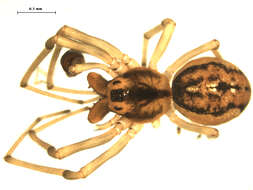 Image of Pachygnatha dorothea McCook 1894