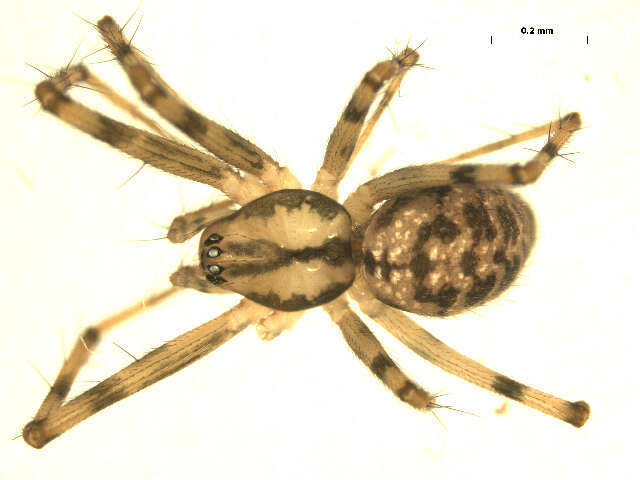 Image of Megalepthyphantes nebulosus (Sundevall 1830)