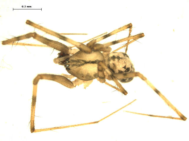 Plancia ëd Megalepthyphantes nebulosus (Sundevall 1830)