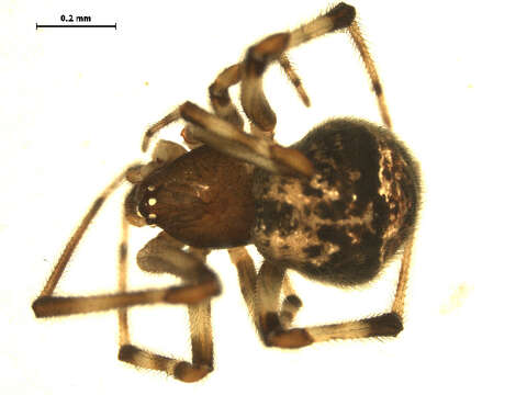 Image of Parasteatoda tabulata (Levi 1980)