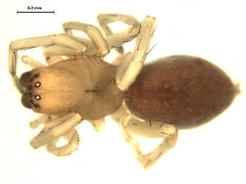 Image of Sac spider