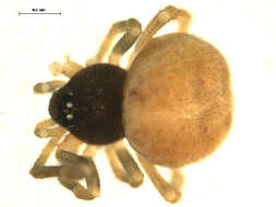 صورة Crustulina sticta (O. Pickard-Cambridge 1861)