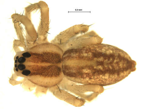 Image of Six-spotted Fishing Spider