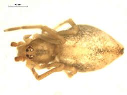 Image of Neospintharus