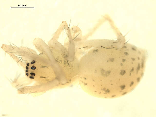 Image of Wulfila saltabundus (Hentz 1847)