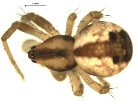 Image of Tuftlegged Orbweaver