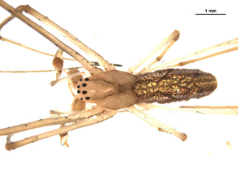 Plancia ëd Tetragnatha laboriosa Hentz 1850