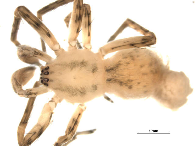 Image of Anyphaena pectorosa L. Koch 1866