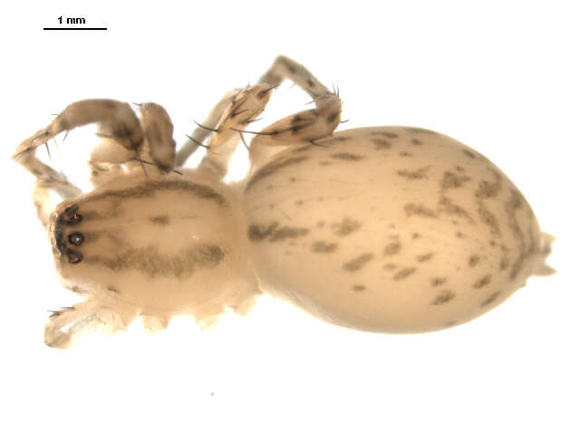 Image of Anyphaena pectorosa L. Koch 1866