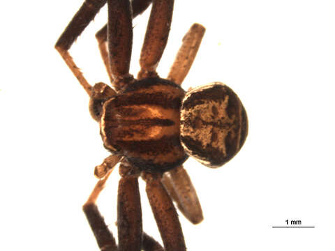 Image of Xysticus ampullatus Turnbull, Dondale & Redner 1965