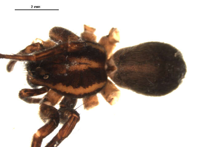 Image of Pardosa modica (Blackwall 1846)