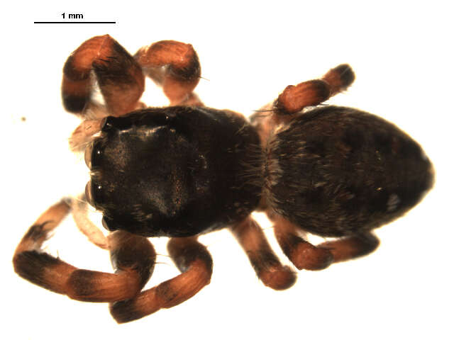 Image of Phidippus clarus Keyserling 1885