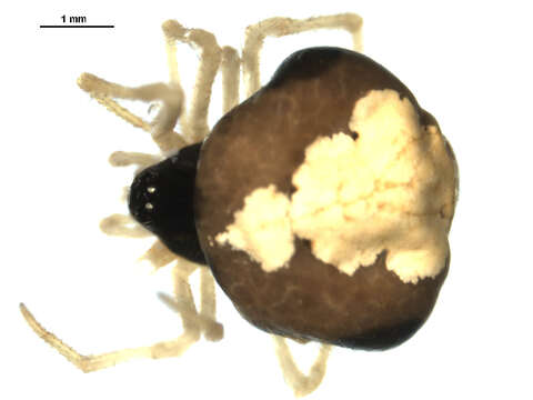 Image de Theridula emertoni Levi 1954