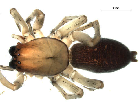 Image of Sac spider