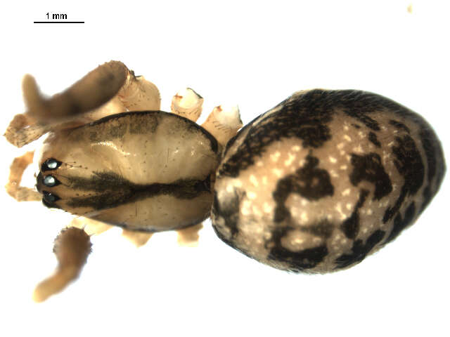 Image of Megalepthyphantes nebulosus (Sundevall 1830)