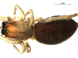 Image of Sac spider