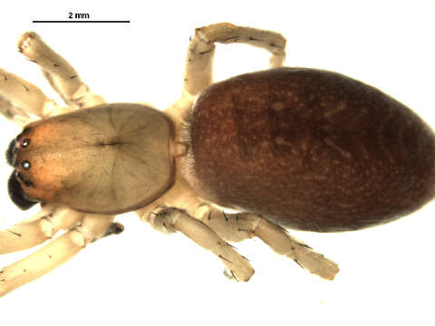 Image of Sac spider