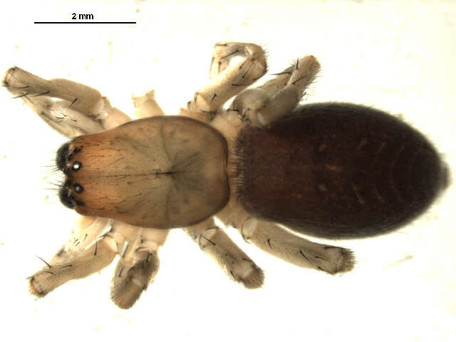 Image of Sac spider