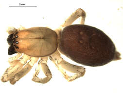 Image of Sac spider