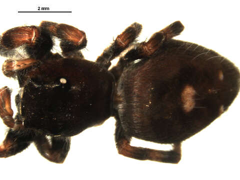 Phidippus audax (Hentz 1845) resmi